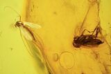 Two Detailed Fossil Flies (Diptera) In Baltic Amber #90862-2
